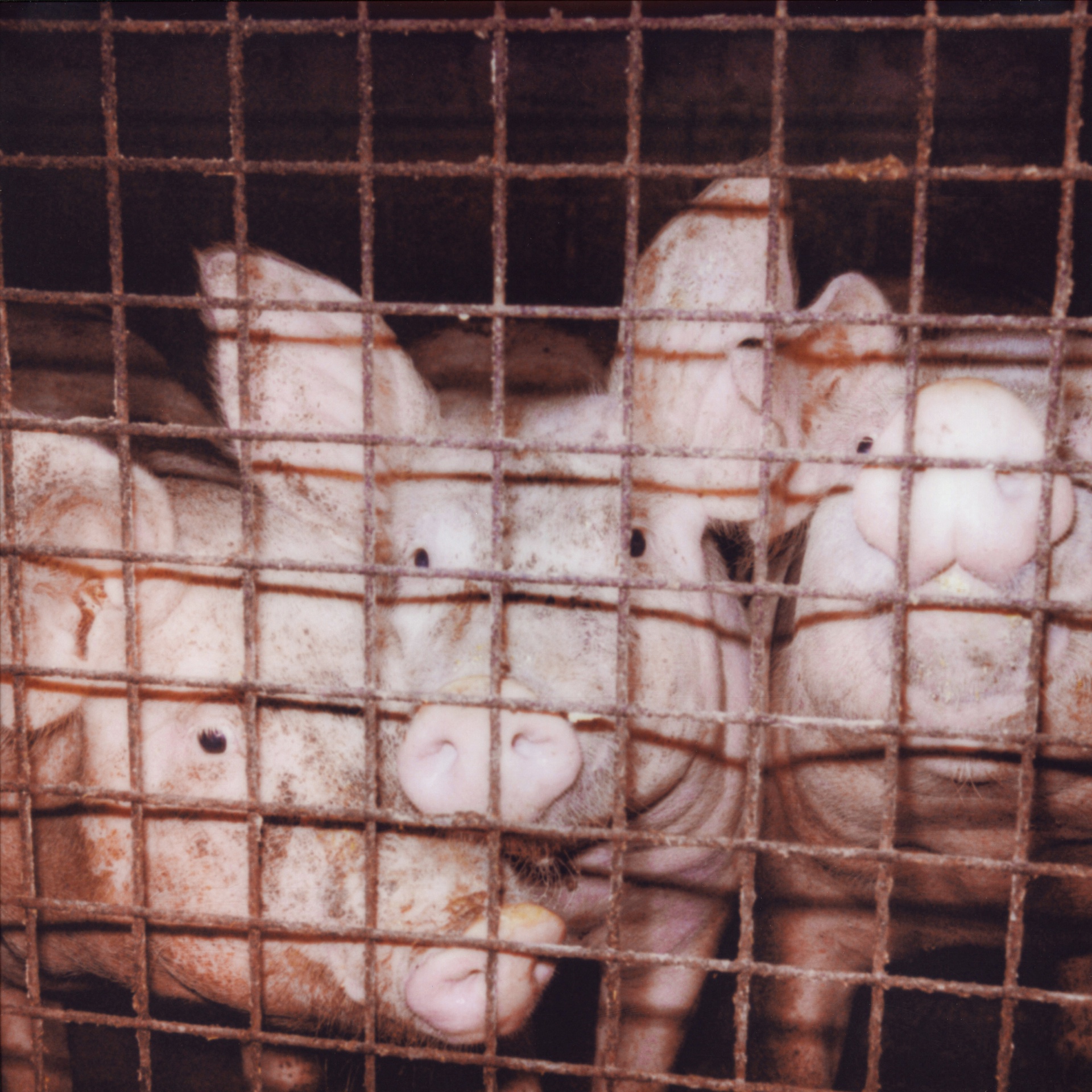 Pigs looking through the grid of an enclosure